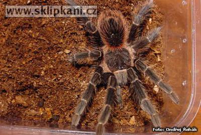 Lasiodora_klugii