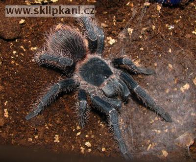 Lasiodora_klugii