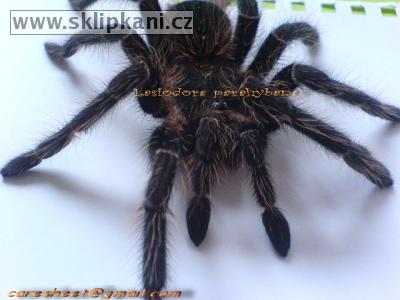 Lasiodora_parahybana