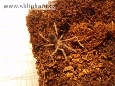 Lasiodora_parahybana