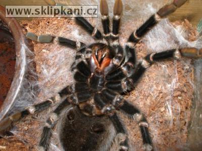 Lasiodora_parahybana