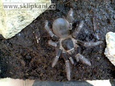 Lasiodora_parahybana