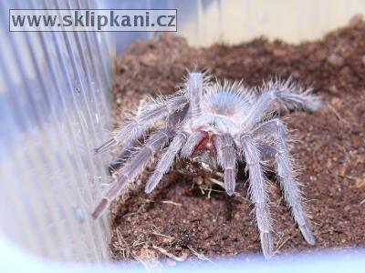 Lasiodora-parahybana