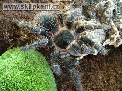 Lasiodora_parahybana