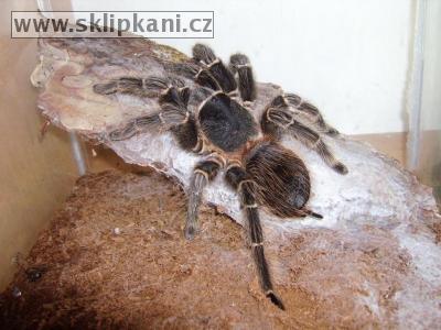 Lasiodora-parahybana