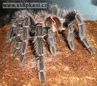 Lasiodora-parahybana