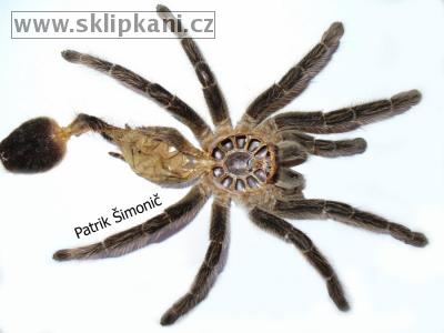 Lasiodora_parahybana