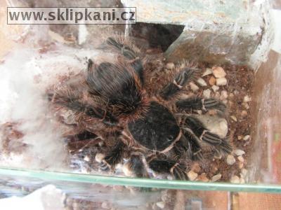 Lasiodora-parahybana