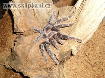 Lasiodora-parahybana