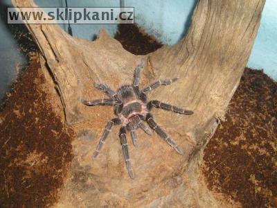 Lasiodora-parahybana