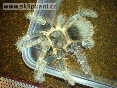 Lasiodora_parahybana