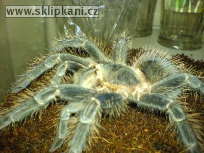 Lasiodora_parahybana