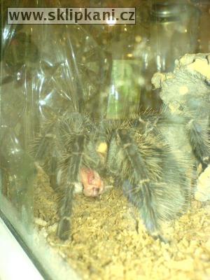 Lasiodora_parahybana