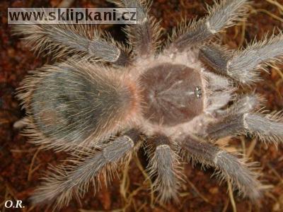 Lasiodora_striatipes