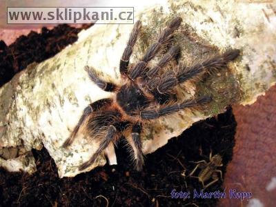 Lasiodora-striatipes