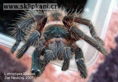 Lasiodora_striatipes