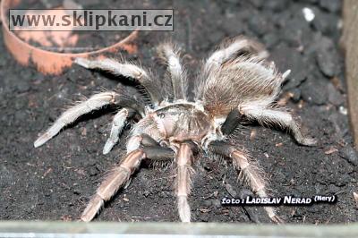 Lasiodorides-polycuspulatus
