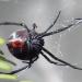 Latrodectus corallinus