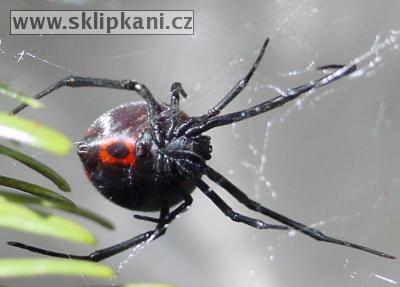 Latrodectus-corallinus