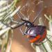 Latrodectus corallinus