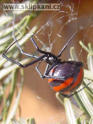 Latrodectus-corallinus