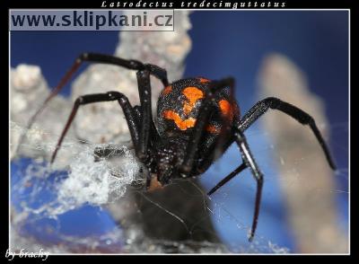 Latrodectus-tredecimguttatus