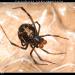 Latrodectus tredecimguttatus