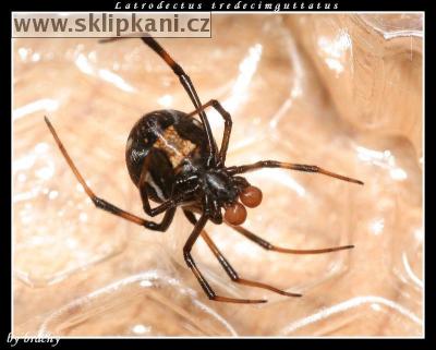 Latrodectus-tredecimguttatus