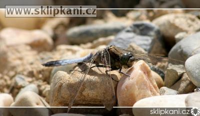 Libellula_depressa