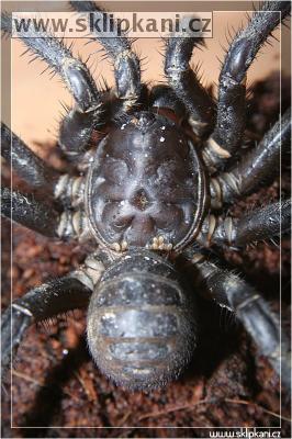 Liphistius-malayanus