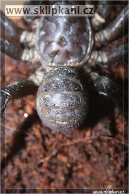 Liphistius-malayanus