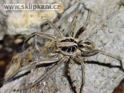 Lycosa-erythrognatha