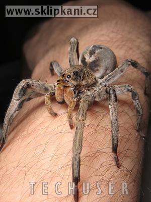 Lycosa-erythrognatha