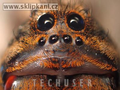 Lycosa-erythrognatha