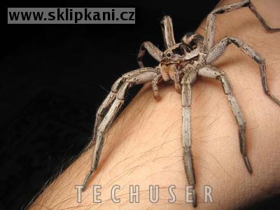 Lycosa-erythrognatha