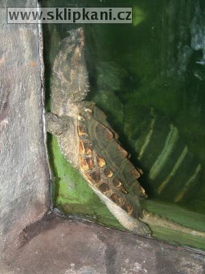 Macrochelys_temminckii