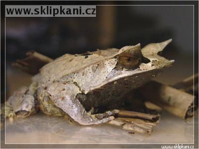Megophrys_nasuta