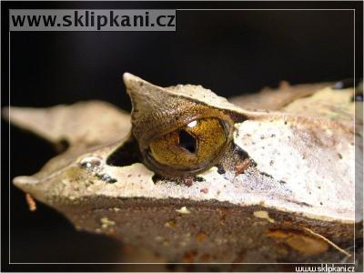 Megophrys_nasuta