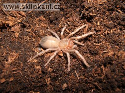 Metriopelma_familiare