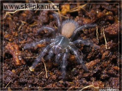 Monocentropus_balfouri