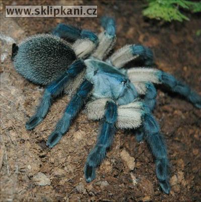 Monocentropus_balfouri