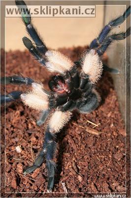 Monocentropus_balfouri