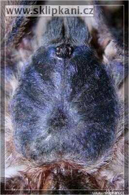 Monocentropus-balfouri