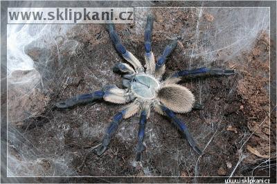 Monocentropus_balfouri