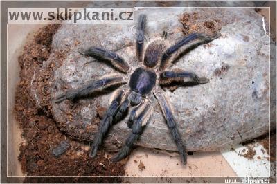 Monocentropus-balfouri