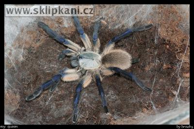 Monocentropus_balfouri