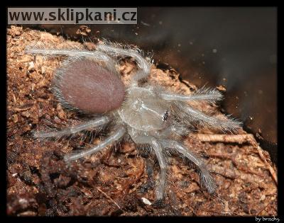 Monocentropus_balfouri