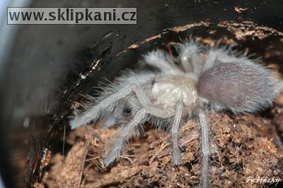 Monocentropus_balfouri