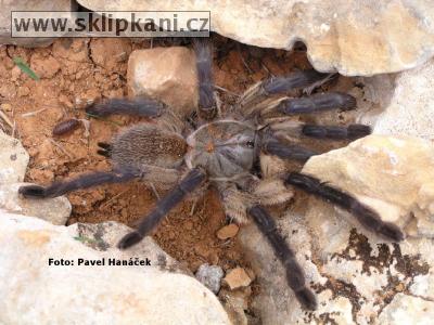 Monocentropus_balfouri