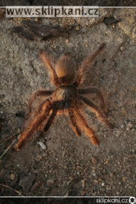 Monocentropus_lambertoni